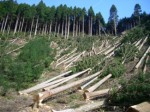 Deforestation Plr Articles