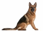 German Shepherds Plr Articles