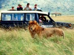 African Safari Plr Articles