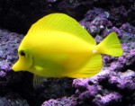 Tropical Fish Plr Articles v2