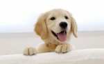 Golden Retrievers Plr Articles v2