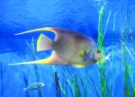 Tropical Fish Plr Articles