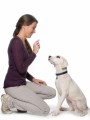 Dog Training Plr Articles v2