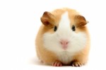 Guinea Pigs Niche Business Plr Articles