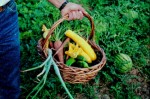 Organic Gardening Plr Articles v2
