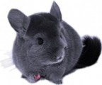 Chinchilla Care Plr Articles