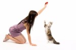 Cat Training Plr Articles v3