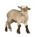 Goat Care Plr Articles