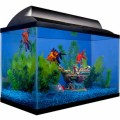 Setting Up Your Home Aquarium Plr Articles