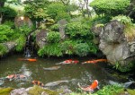 Proper Care For Your Fish Pond Plr Articles