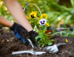 Gardening Plr Articles v6