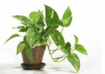House Plants Plr Articles