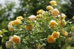 Rose Gardening Plr Articles