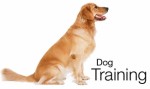 Dog Training Plr Articles v3