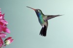 Humming Birds Plr Articles