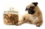 Dog Food Plr Articles v2
