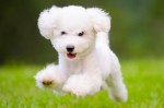 Dog Plr Articles