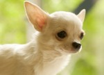 Chihuahua Plr Articles