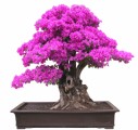 Bonsai Plr Articles