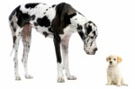 Dog Breeds Plr Articles v2