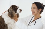 Pet Health Insurance Plr Articles