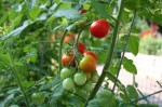 Planting A Vegetable Garden Plr Articles