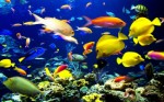 Tropical Fish Plr Articles v4