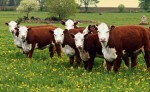 Livestock Plr Articles
