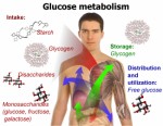 Metabolism Plr Articles