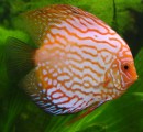 Discus Fish Plr Articles