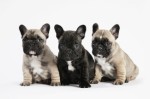 French Bulldogs Plr Articles