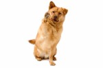 Dog Basics For Newbies Plr Articles