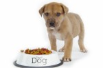 Dog Diets Plr Articles