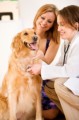 Dog Health Exposed Plr Articles