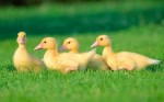 Keeping Ducks Plr Articles