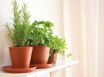 Indoor Gardening Tips And Hints Plr Articles