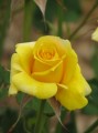 Rose Garden Plr Articles