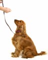 Dogs And Dog Training Plr Articles