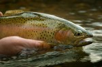 Fly Fishing Plr Articles