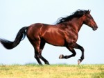 Horses Plr Articles