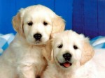 Dogs And Puppies Plr Articles