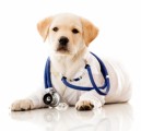Pet Insurance Plr Articles