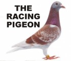 Racing Pigeons Plr Articles
