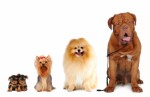 Dog Breeds Plr Articles v3