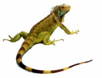 Iguana Plr Articles