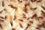 Termites Plr Articles
