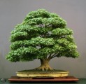 Bonsai Plr Articles v4