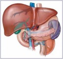 Liver Detox Plr Articles