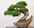 Bonsai Plr Articles v2