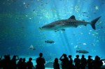 Aquarium Plr Articles v2